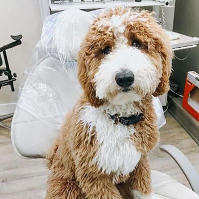 Fluffy dog sitting in dental chair in Federal Way dental office