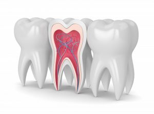 anatomy of a tooth